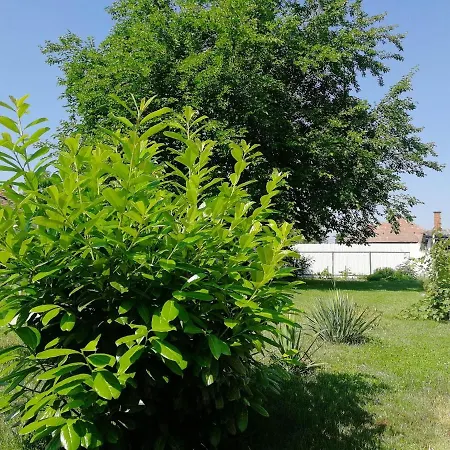 Zsuzsanna Vendeghaz Gyomaendrőd