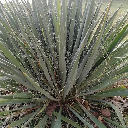 بيت ضيافة Zsuzsanna Vendeghaz Gyomaendrőd