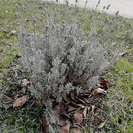 Zsuzsanna Vendeghaz 3* Gyomaendrőd